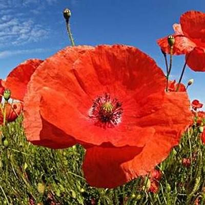 开元棋脾官方网站·官方网站